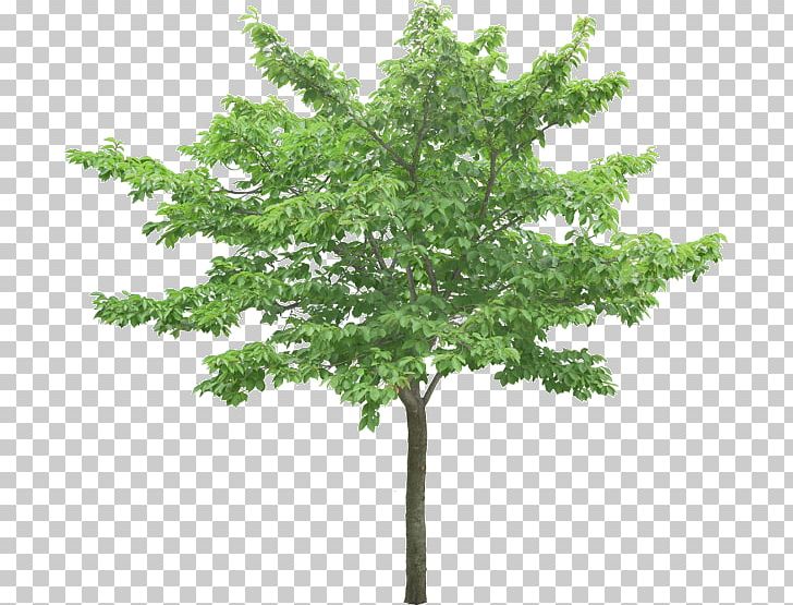 Tree Stock Photography Oak PNG, Clipart, Branch, Juglans, Leaf, Nature, Oak Free PNG Download