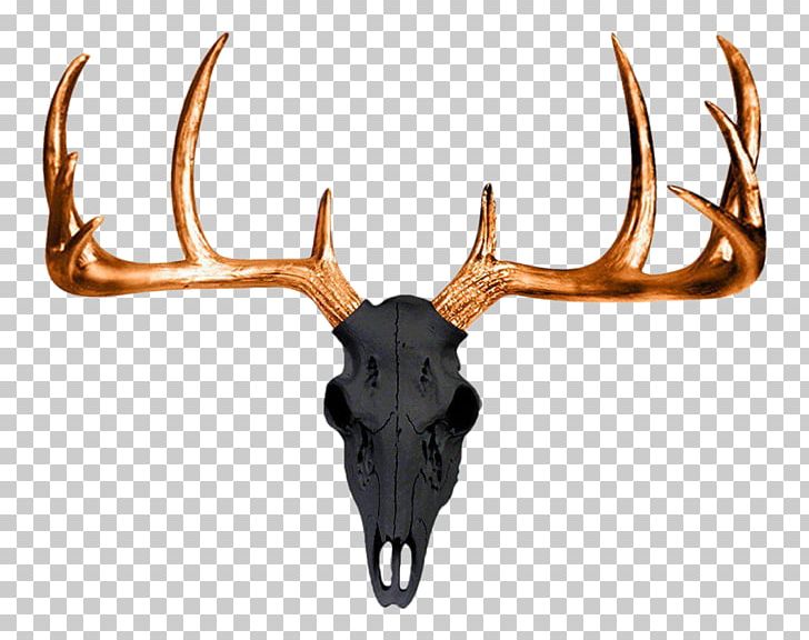 White-tailed Deer Antler Wall Decal Skull PNG, Clipart, Animal, Animals, Animal Skulls, Antler, Antlers Free PNG Download