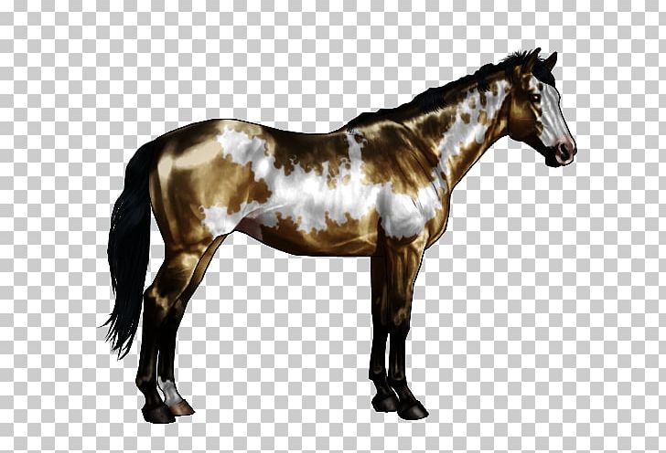 American Paint Horse Horse Markings White Chestnut Roan PNG, Clipart, Black, Chestnut, Colt, Dun Locus, Equine Coat Color Free PNG Download