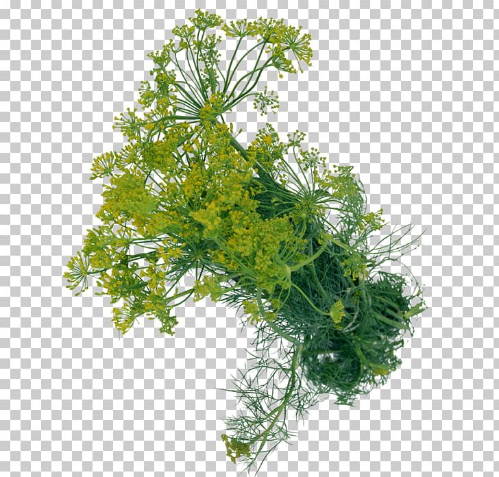 Dill Herb Condiment Portable Network Graphics PNG, Clipart, Cicely, Condiment, Dill, Fennel, Flower Free PNG Download
