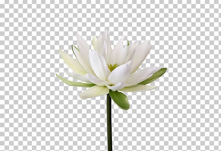 Easter Lily Nymphaea Alba Flower Petal Lilium Candidum PNG, Clipart, Artificial Flower, Arumlily, Cut Flowers, Easter Lily, Floristry Free PNG Download