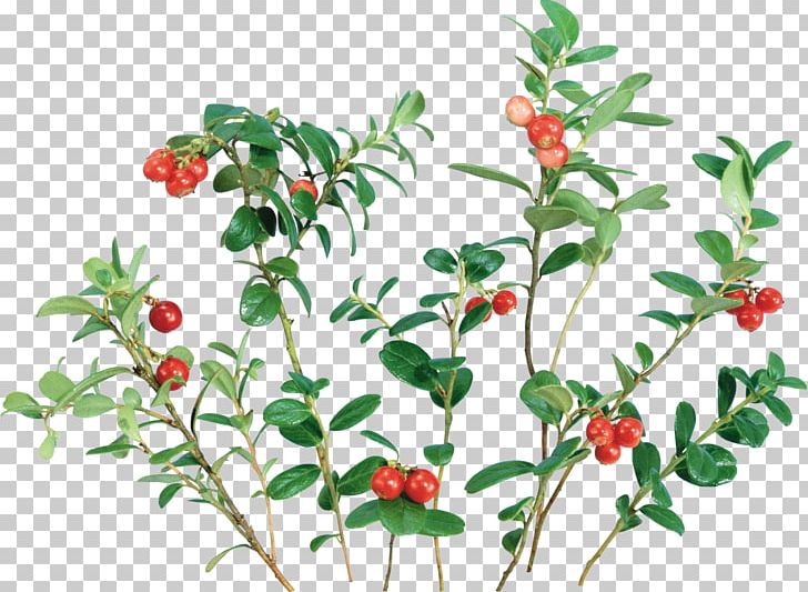 Lingonberry Cranberry PNG, Clipart, Aquifoliaceae, Aquifoliales, Berry, Branch, Cherry Free PNG Download
