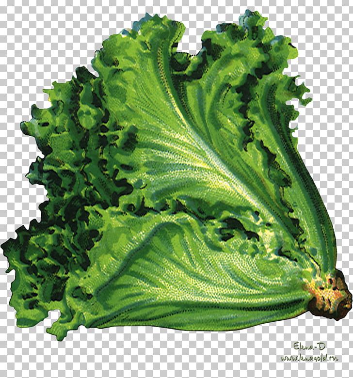 Organic Food Vegetable Vegetarian Cuisine Lettuce Sowing PNG, Clipart, Broccoli, Cabbage, Carrot, Collard Greens, Cruciferous Vegetables Free PNG Download