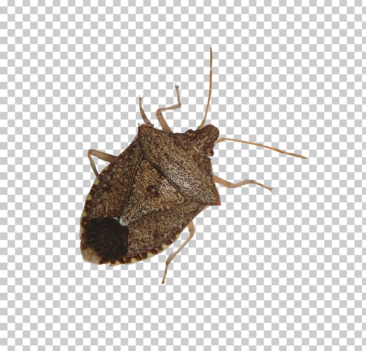 Beetle Brown Marmorated Stink Bug True Bugs Nysius Pest PNG, Clipart, Animals, Arthropod, Beetle, Bugs, Cereal Free PNG Download