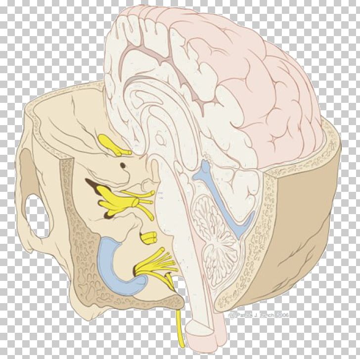 Brainstem Cranial Nerves Base Of Skull PNG, Clipart, Anatomy, Base Of Skull, Bone, Brain, Brainstem Free PNG Download