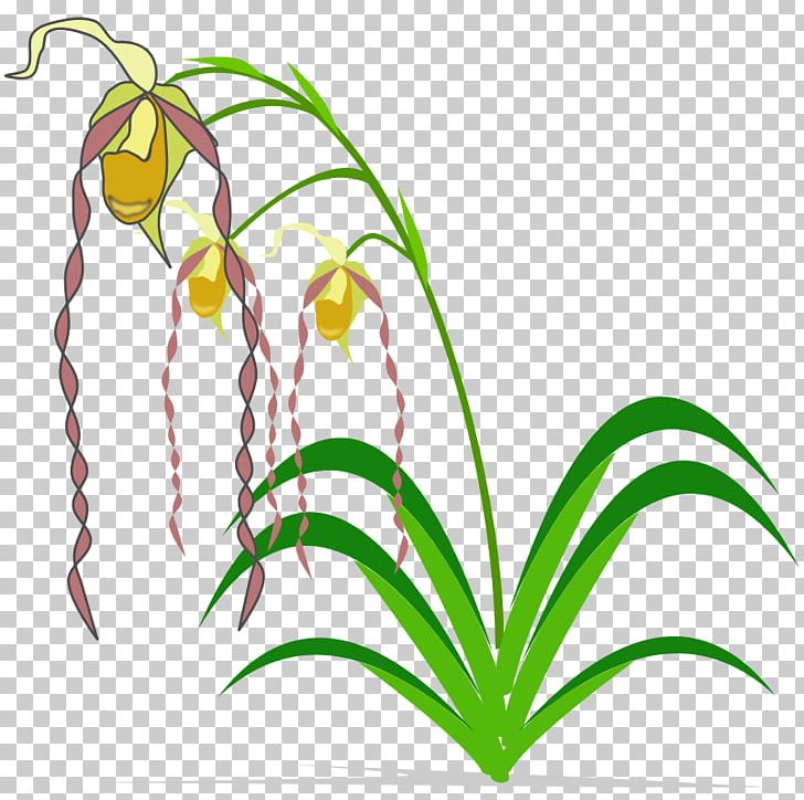 Easter Lily Flower Orchids PNG, Clipart, Branch, Easter Lily, Flora, Floral Design, Flower Free PNG Download