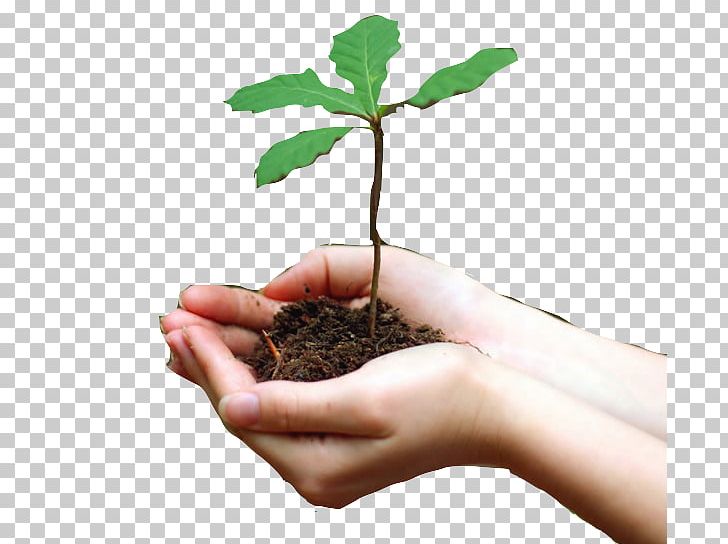 Tree Soil .org .com Deforestation PNG, Clipart, Alabama, Alternative Health Services, Com, Deforestation, Flowerpot Free PNG Download