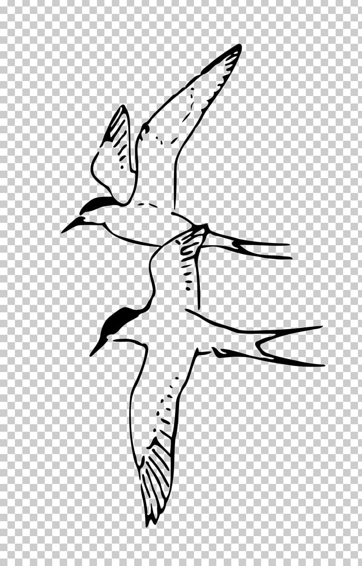 Bird Drawing Line Art PNG, Clipart, Animals, Arctic Tern, Area, Art, Artwork Free PNG Download