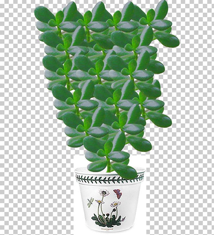 Jade Plant Crassula Arborescens Tree Money PNG, Clipart, Chlorophytum Comosum, Crassula Arborescens, Flowerpot, Guiana Chestnut, Happiness Free PNG Download