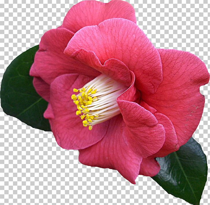 Japanese Camellia PNG, Clipart, Annual Plant, Camellia, Camellia Sasanqua, China Rose, Computer Icons Free PNG Download