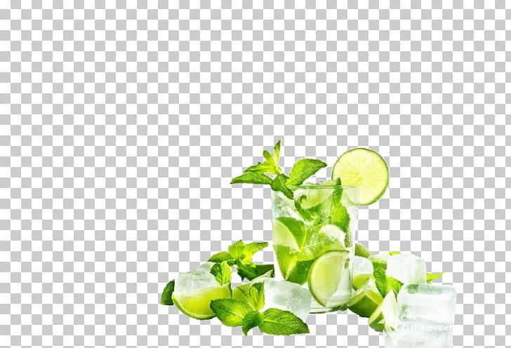 Mojito Juice Cocktail Lemon Squeezer PNG, Clipart, Autumn Leaves, Banana Leaves, Branch, Citrus, Citrus Reamer Free PNG Download