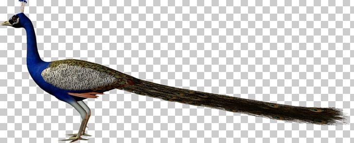 Phasianidae Bird Pavo Feather Asiatic Peafowl PNG, Clipart, Animal, Animal Figure, Animals, Asiatic Peafowl, Beak Free PNG Download