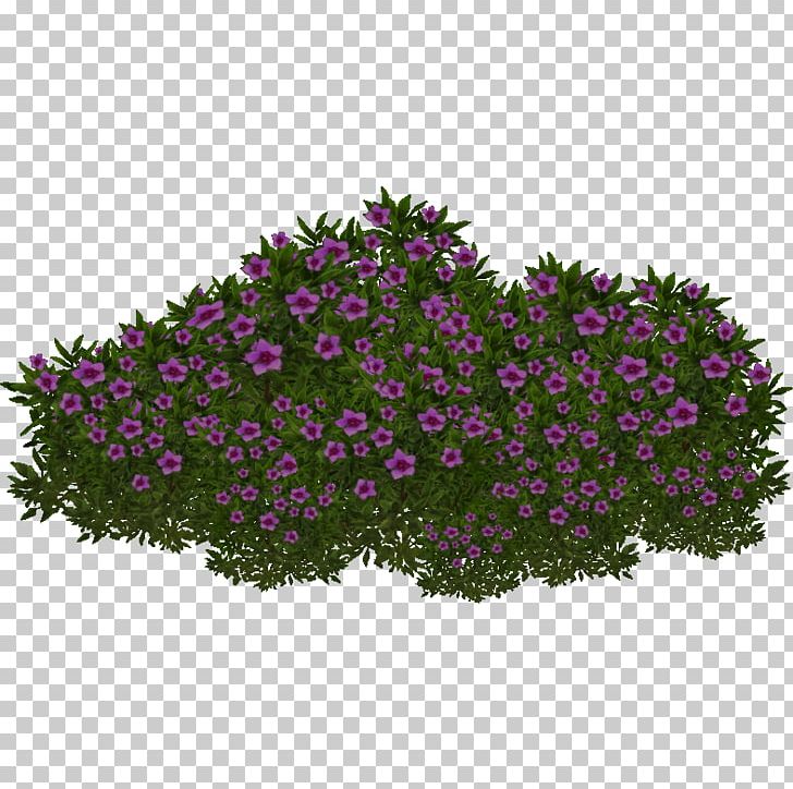 Saxifraga Oppositifolia Plant Extinction PNG, Clipart, Annual Plant, Aquatic Plants, Bougainvillea, Description, Extinction Free PNG Download