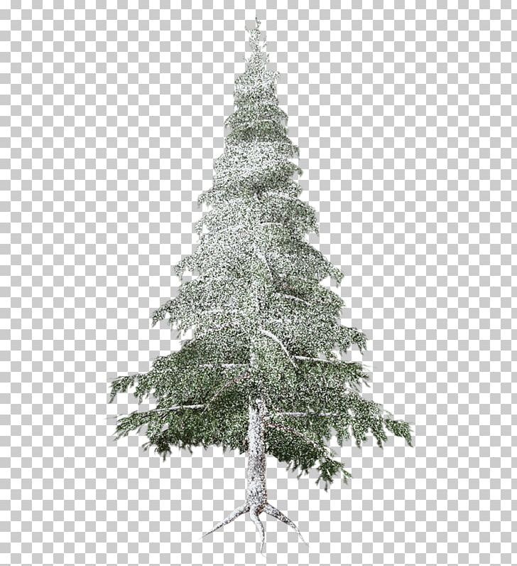 Spruce Christmas Ornament Christmas Tree Fir Pine PNG, Clipart, Branch, Christmas, Christmas Decoration, Christmas Ornament, Christmas Tree Free PNG Download