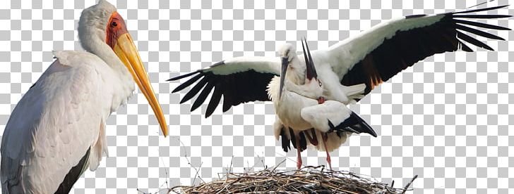 White Stork Bird Animal PNG, Clipart, Animal, Animals, Animation, Anime Character, Anime Girl Free PNG Download