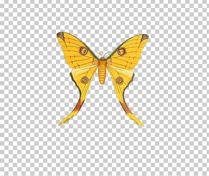 Monarch Butterfly Pieridae Insect Paper PNG, Clipart, Animal, Arthropod, Brush Footed Butterfly, Butterflies And Moths, Butterfly Free PNG Download