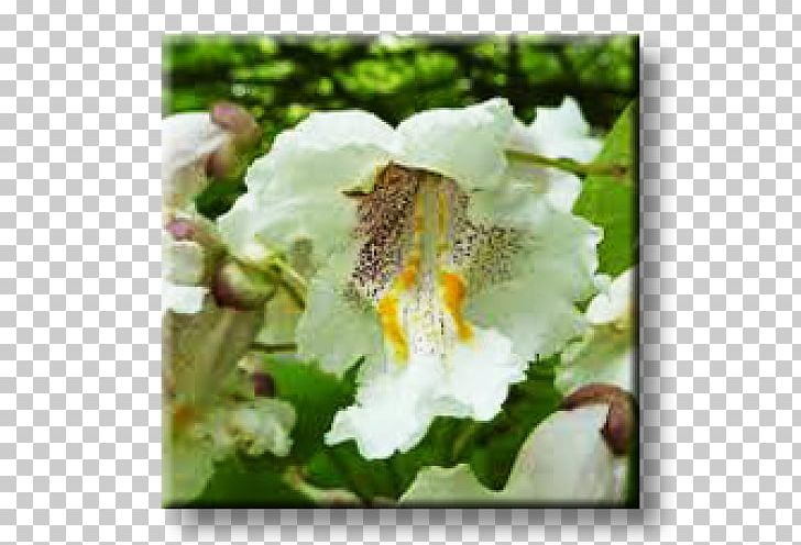 Southern Catalpa Broad-leaved Tree Laburnum Anagyroides Empress Tree PNG, Clipart, Birch, Broadleaved Tree, Catalpa, Empress Tree, Flora Free PNG Download