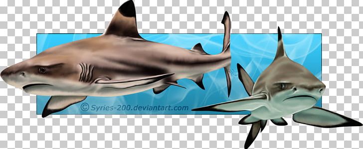 Tiger Shark Requiem Sharks Marine Biology PNG, Clipart, Biology, Carcharhiniformes, Cartilaginous Fish, Dolphin, Fauna Free PNG Download