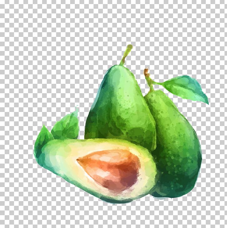 avocado fruit drawing