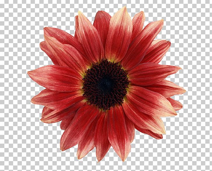 Gerbera Jamesonii Flower Gerbera Aurantiaca Photography PNG, Clipart, Common Sunflower, Daisy Family, Flowering Plant, Flowers, Gerbera Free PNG Download