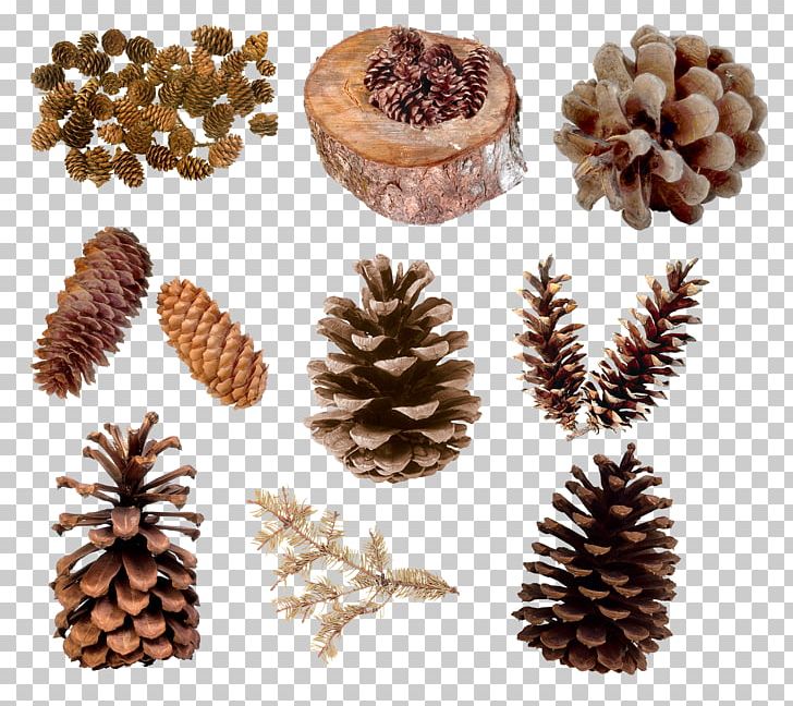 Pine Conifer Cone PNG, Clipart, Christmas Ornament, Cone, Conifer, Conifers, Download Free PNG Download