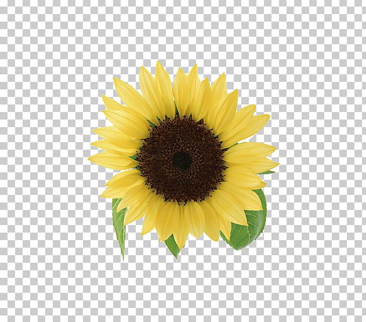 Yellow Ngxe0y Nhxe0 Gixe1o Viu1ec7t Nam Petal Teacher PNG, Clipart, Bloom, Daisy Family, Flower, Flowering, Flowering Plant Free PNG Download