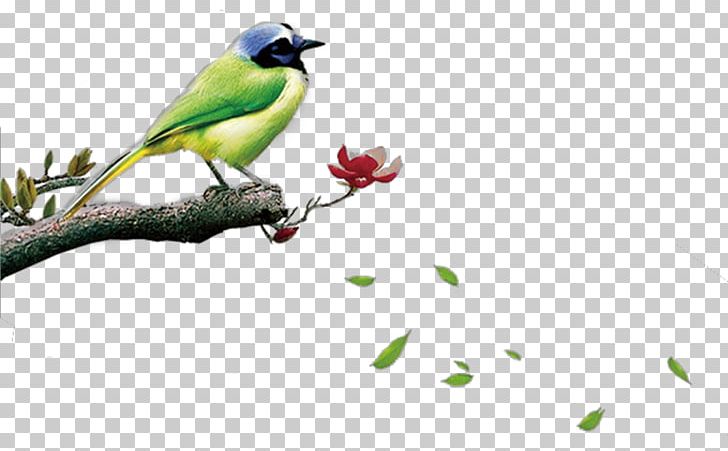 Bird Dashu PNG, Clipart, Animals, Background Green, Banner, Beak, Bird Cage Free PNG Download