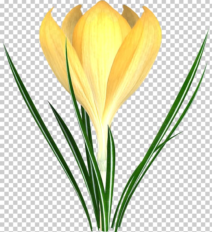 Crocus Flower Snowdrop Tulip PNG, Clipart, Bud, Clip Art, Crocus, Cut Flowers, Drawing Free PNG Download