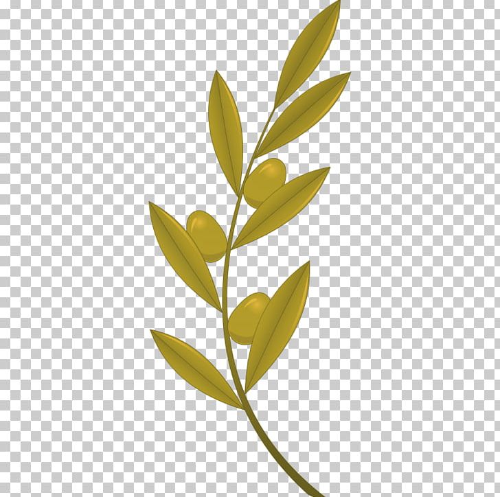 Olive Branch PNG, Clipart, Art, Branch, Chef, Drawing, Flower Free PNG Download
