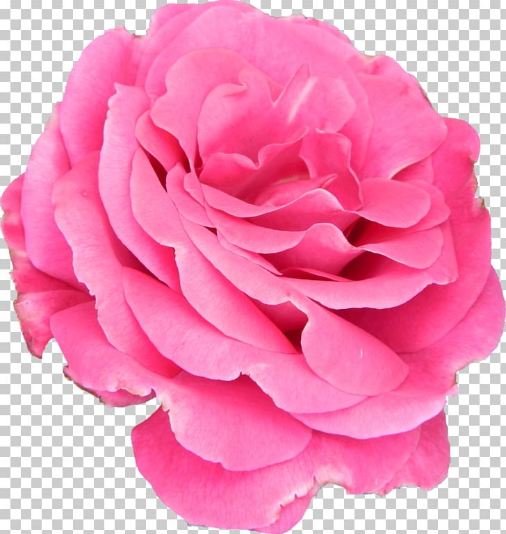 Cut Flowers Garden Roses Centifolia Roses Petal PNG, Clipart, Carnation, Centifolia Roses, Cut Flowers, Deviantart, Floribunda Free PNG Download