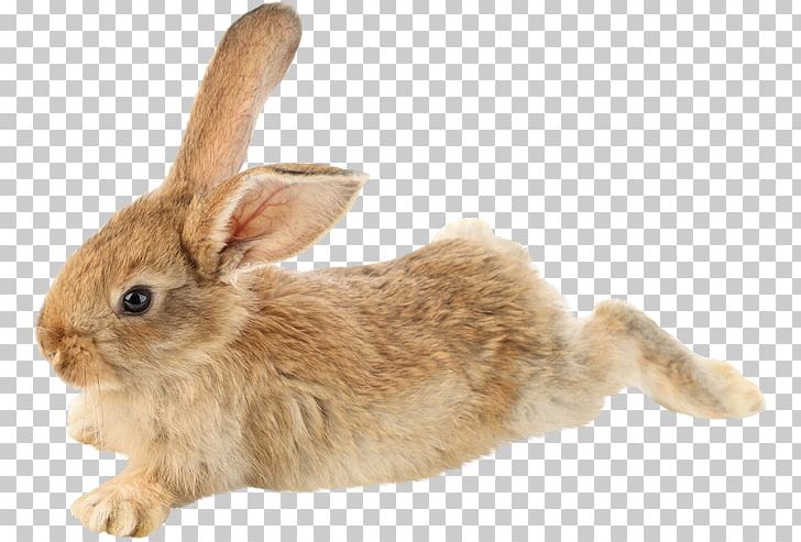 Domestic Rabbit Mini Lop PNG, Clipart, Animal, Animals, Conejo Del Metro Parisino, Domestic Rabbit, Download Free PNG Download
