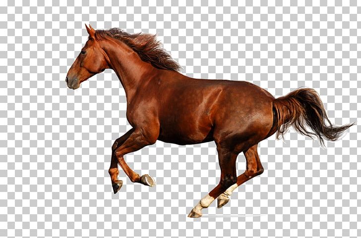Fifty Animals That Changed The Course Of History Budyonny Horse Clydesdale Horse Enciclopedia Del Cavallo Equestrian PNG, Clipart, Animal, Animal Figure, Bakeowen, Bridle, Budyonny Horse Free PNG Download