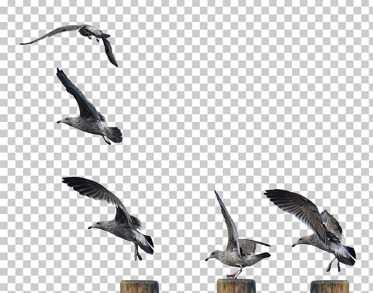 Gulls Shorebirds European Herring Gull Goose PNG, Clipart, American Herring Gull, Anatidae, Animal Migration, Animals, Beak Free PNG Download