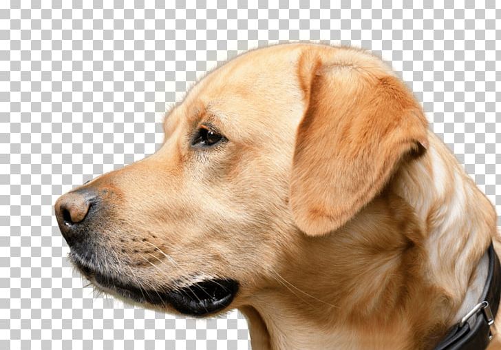 Labrador Retriever Golden Retriever Dog Breed Puppy Broholmer PNG, Clipart, Animal, Animals, Breed, Broholmer, Carnivoran Free PNG Download