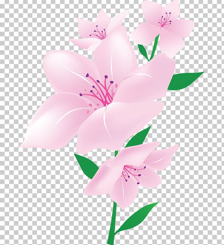 Moth Orchids Cut Flowers Galeopsis Tetrahit Common Groundsel PNG, Clipart, Blossom, Branch, Cherry Blossom, Cut Flowers, Flower Free PNG Download
