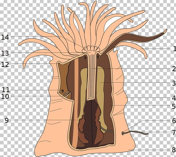 Art Forms In Nature Anthozoa Sea Anemone Mesentery Clownfish PNG, Clipart, Anatomy, Anemone, Anthozoa, Art Forms In Nature, Cartoon Free PNG Download