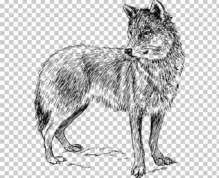 Black Wolf PNG, Clipart, Arctic Wolf, Black, Black And White, Black Wolf, Carnivoran Free PNG Download