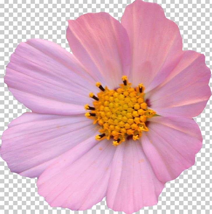 Flower Cosmos Petal Light Daisy Family PNG, Clipart, Annual Plant, Author, Color, Cosmos, Cosmos Flower Free PNG Download