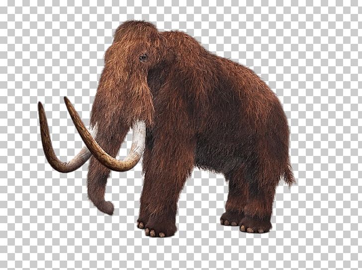 Woolly Mammoth De-extinction Lyuba Tusk Mammoth Steppe PNG, Clipart, African Elephant, Animal Figure, Animals, Cloning, Columbian Mammoth Free PNG Download