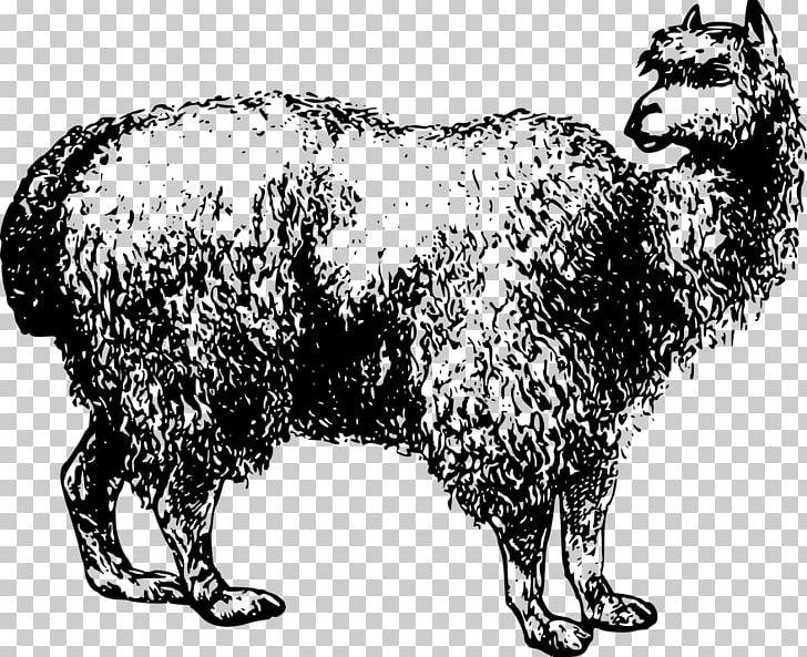 Alpaca Fiber Pixabay Illustration PNG, Clipart, Alpaca, Alpaca Fiber, Black And White, Bull, Cattle Like Mammal Free PNG Download