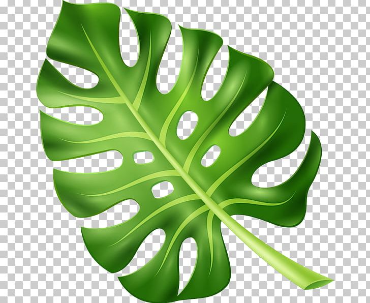 Leaf Plant Leaves PNG, Clipart, Arecaceae, Creative Market, Green, Leaf, Plant Free PNG Download