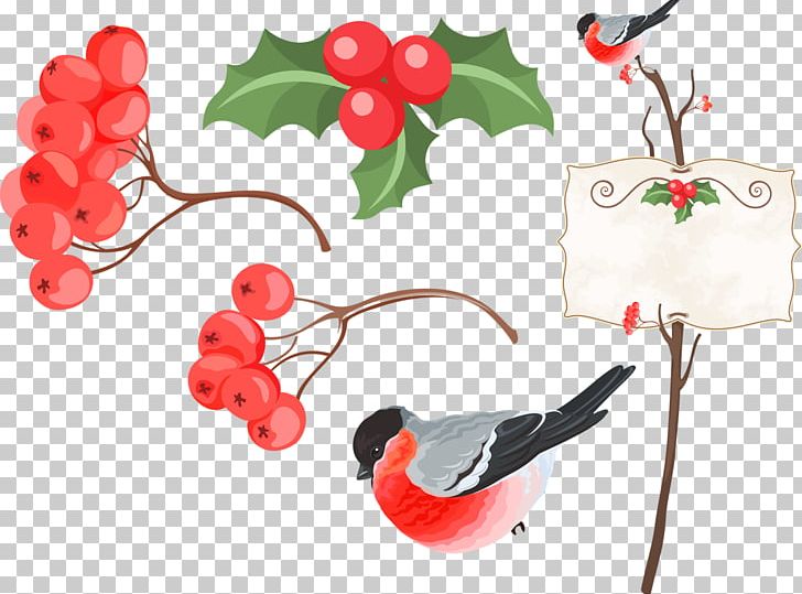 Bird Information PNG, Clipart, Animals, Bird, Branch, Cherry, Christmas Ornament Free PNG Download