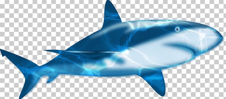 Shark Animation PNG, Clipart, Animals, Blue, Blue Shark, Cartoon, Computer Wallpaper Free PNG Download