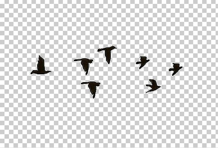 Animated Film Desktop Gfycat PNG, Clipart, Animal Migration, Animated Film, Beak, Bird, Bird Migration Free PNG Download