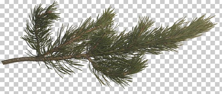 Pine Fir Spruce Tree Branch PNG, Clipart, Arboretum, Branch, Casuarina, Conifer, Conifer Cone Free PNG Download