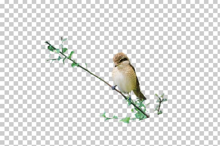Bird Preview PNG, Clipart, Animals, Beak, Bird, Branch, Designer Free PNG Download