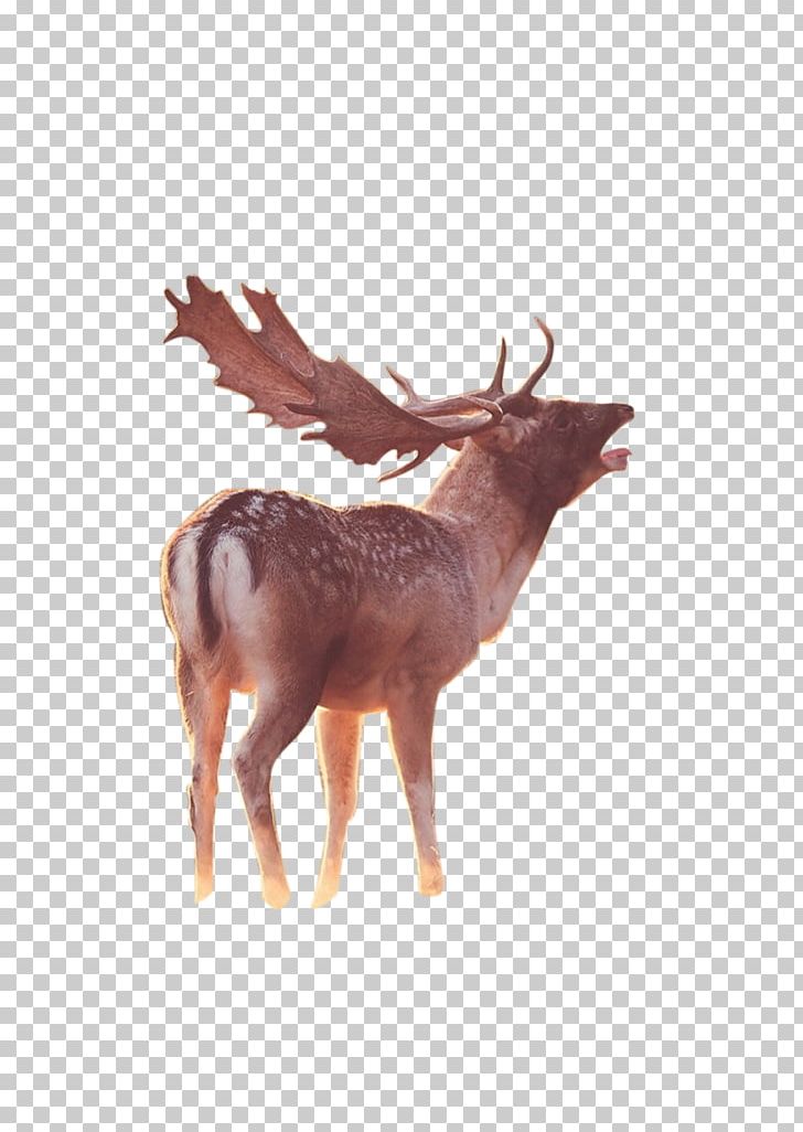 Reindeer Antelope PNG, Clipart, 3d Computer Graphics, Animal, Animals, Antelope, Antler Free PNG Download