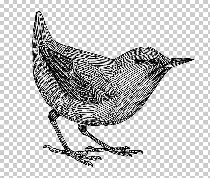 Common Blackbird Drawing Beak PNG, Clipart, Animals, Beak, Bird, Bird Flight, Bird Nest Free PNG Download