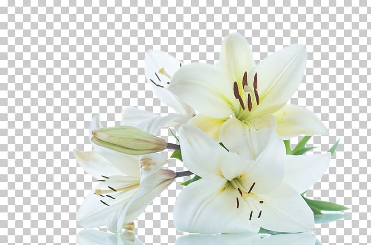 Madonna Lily Cut Flowers Stock Photography PNG, Clipart, Cut Flowers, Depositphotos, Floral Design, Floristry, Flower Free PNG Download