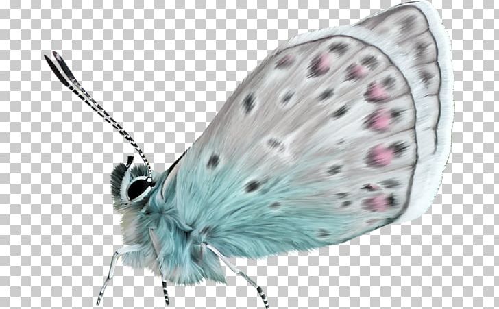 Nymphalidae Butterfly Moth Lycaenidae PNG, Clipart, Animal, Antenna, Arthropod, Blue, Blue Butterfly Free PNG Download